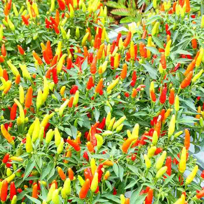 Amazon | トウガラシ 苗 メキシカンチェリーペッパー タイ唐辛子 4.5号